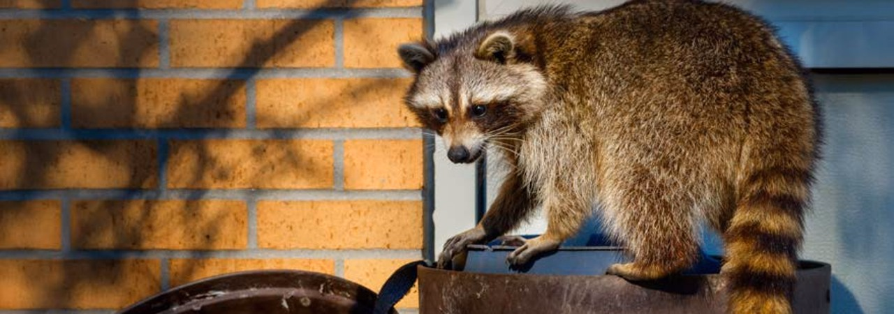 Waschbär auf einer offenen Mülltonne vor einer Hausfassade.