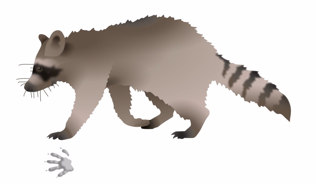 Illustrationen eines Waschbärs