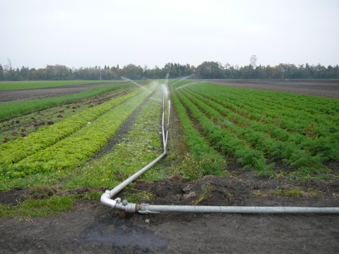 Ein Schlauch in einem Gemüsefeld zur Bewässerung.