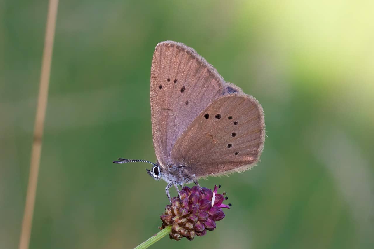 Schmetterling sitzt auf einer Blume