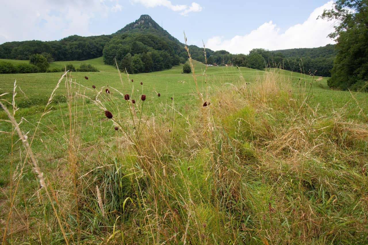 Wiese