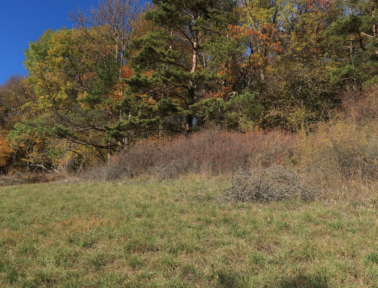Straucheinwuchs in eine artenreiche Wiese.