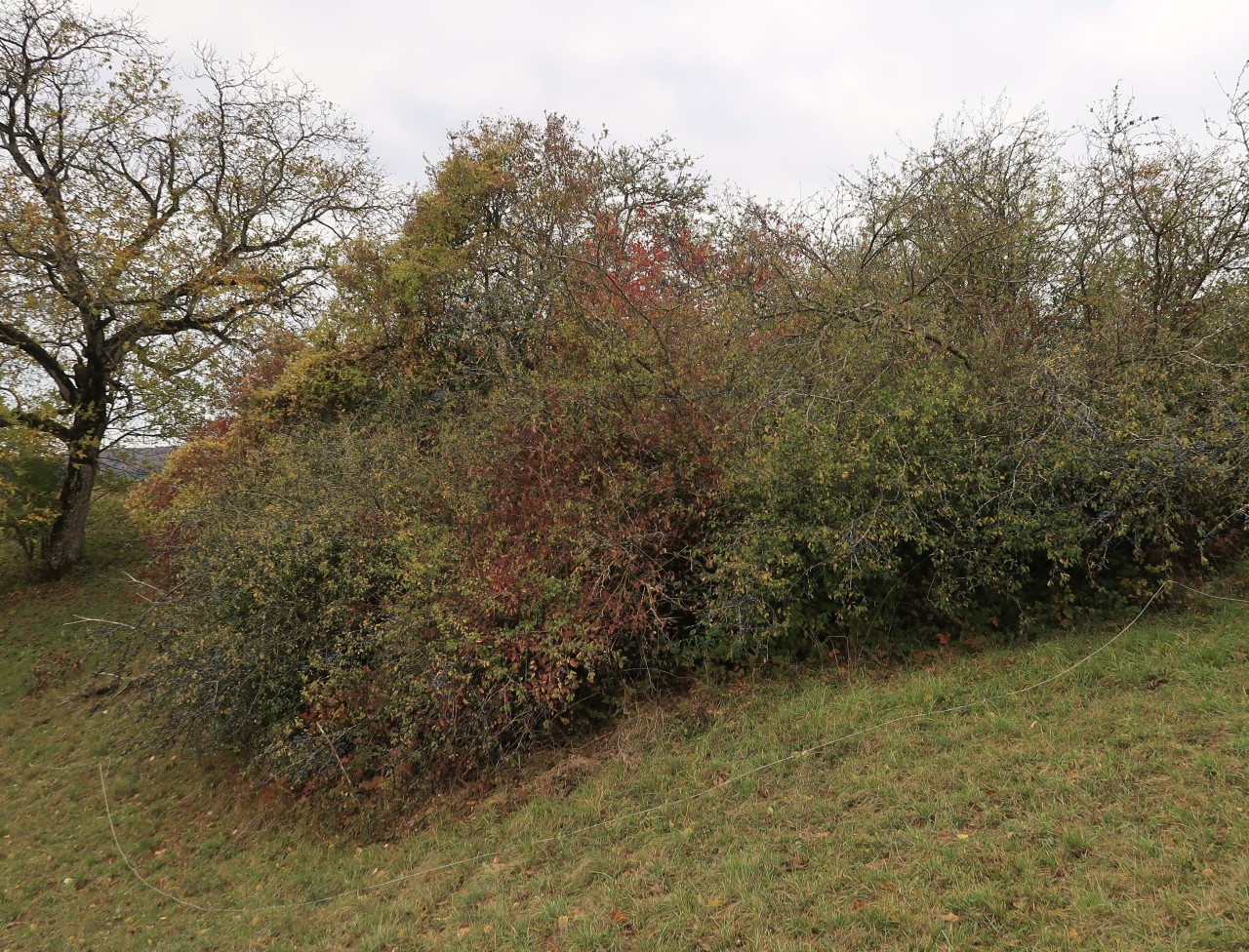 Die Hecke wächst in die Breite.