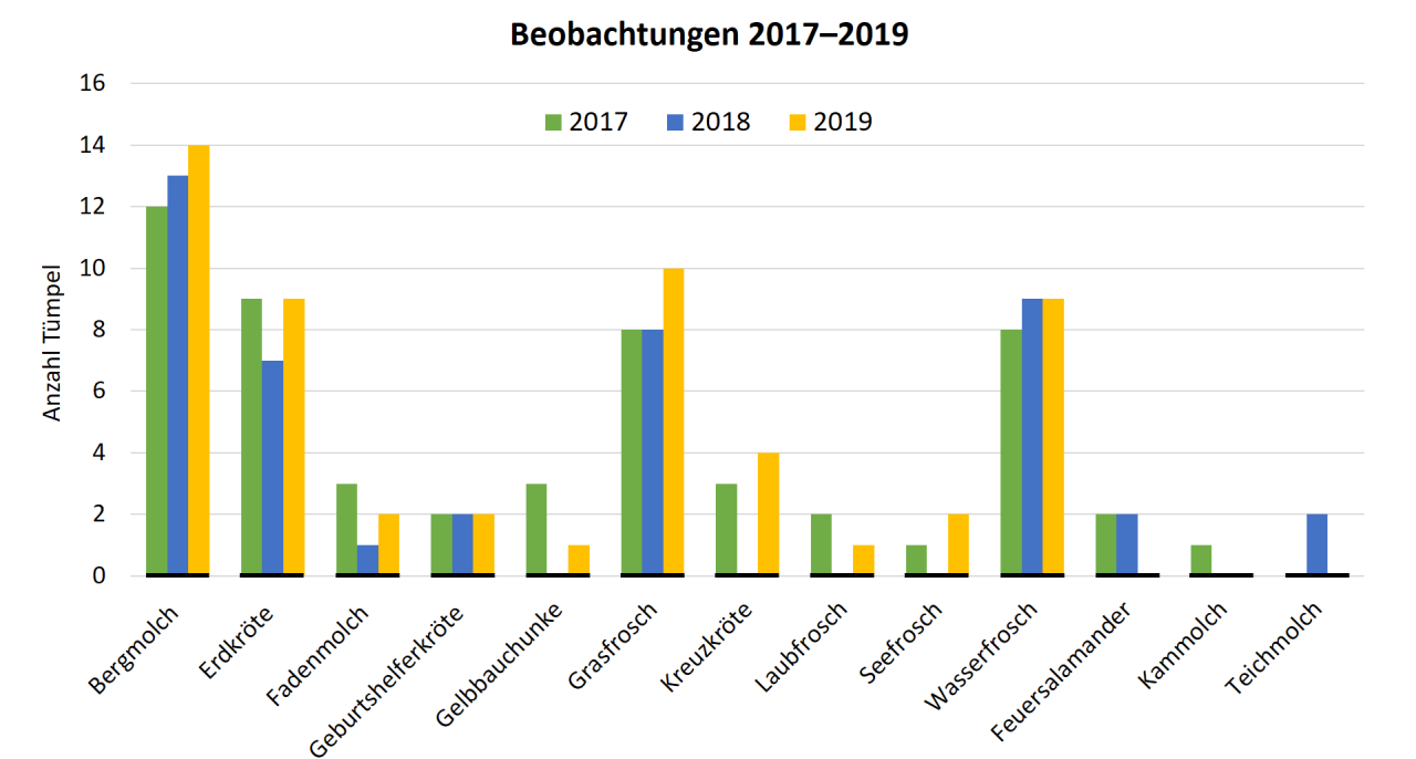 Anzahl Beobachtungen verschiedener Amphibienarten zwischen 2017 und 2019 