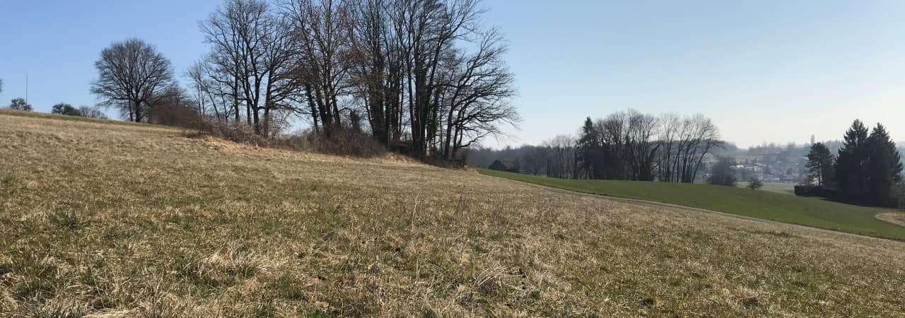 Rückzugsstreifen (Mitte) auf eingewinterter Wiese