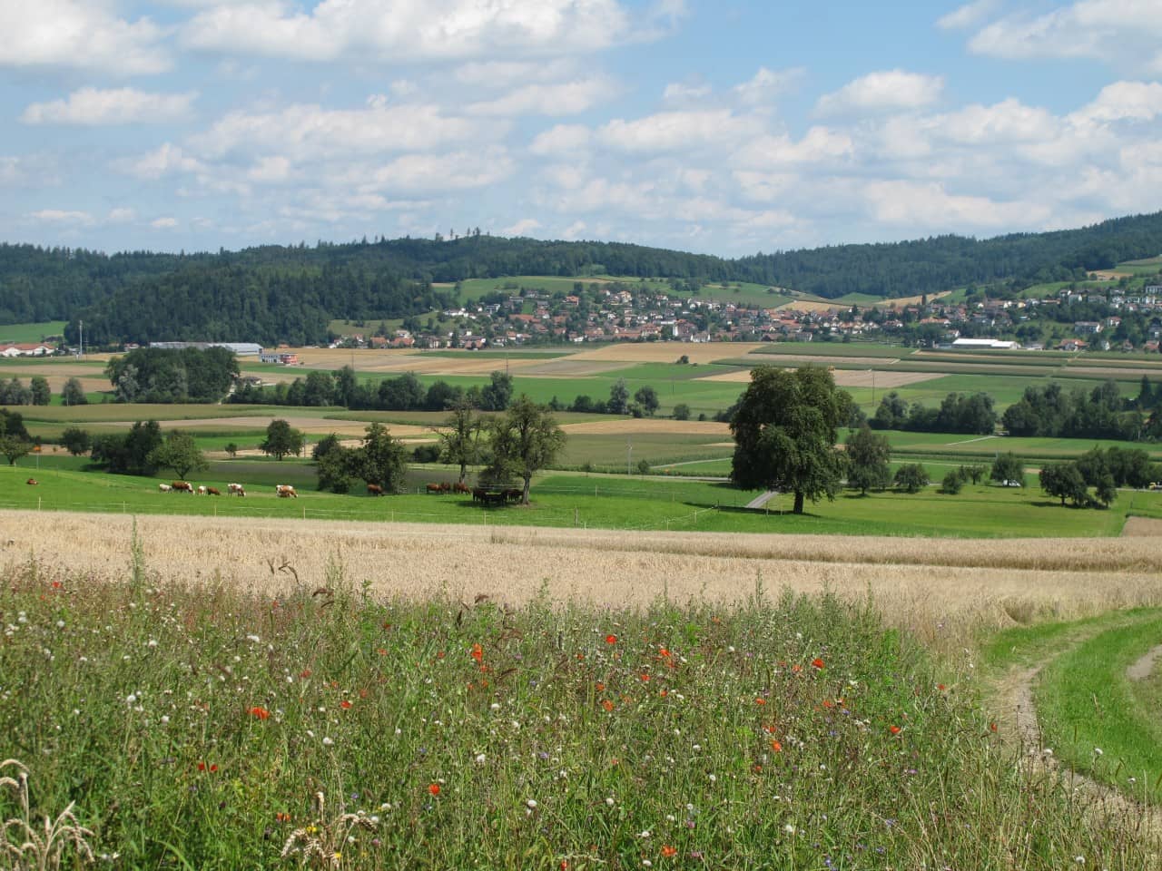 Extensivwiese mit Gehölzstruktur