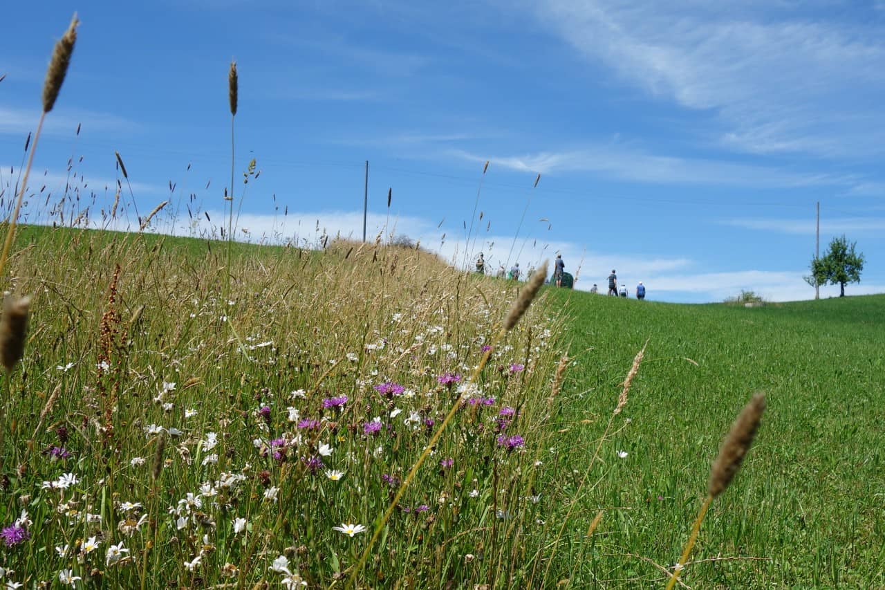 Ungemähter Streifen auf einer Labiola-Wiese.