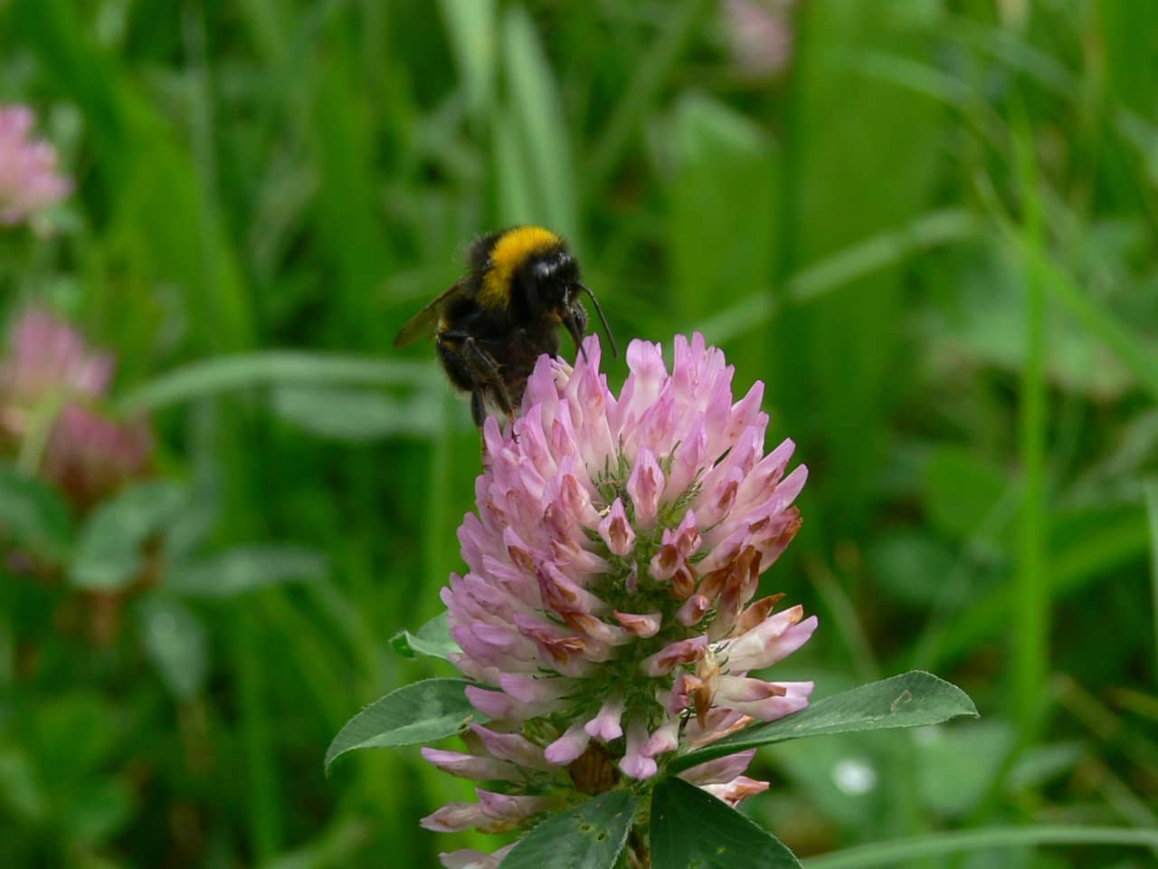 Eine Erdhummel sitzt auf Rotklee