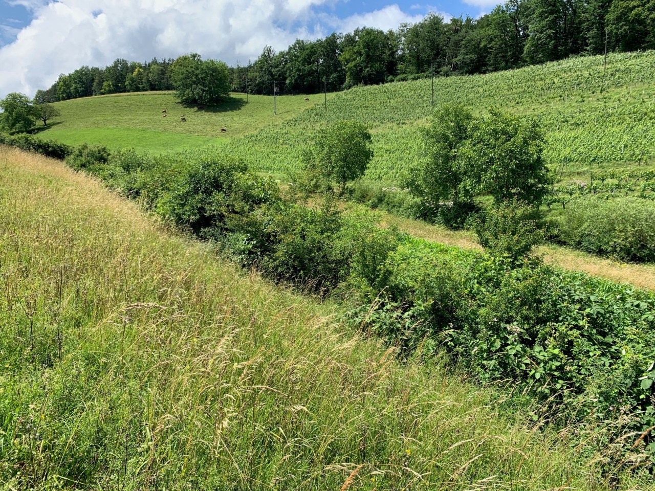 Eine mit verschiedenen Sträuchern aufgewertete Hecke