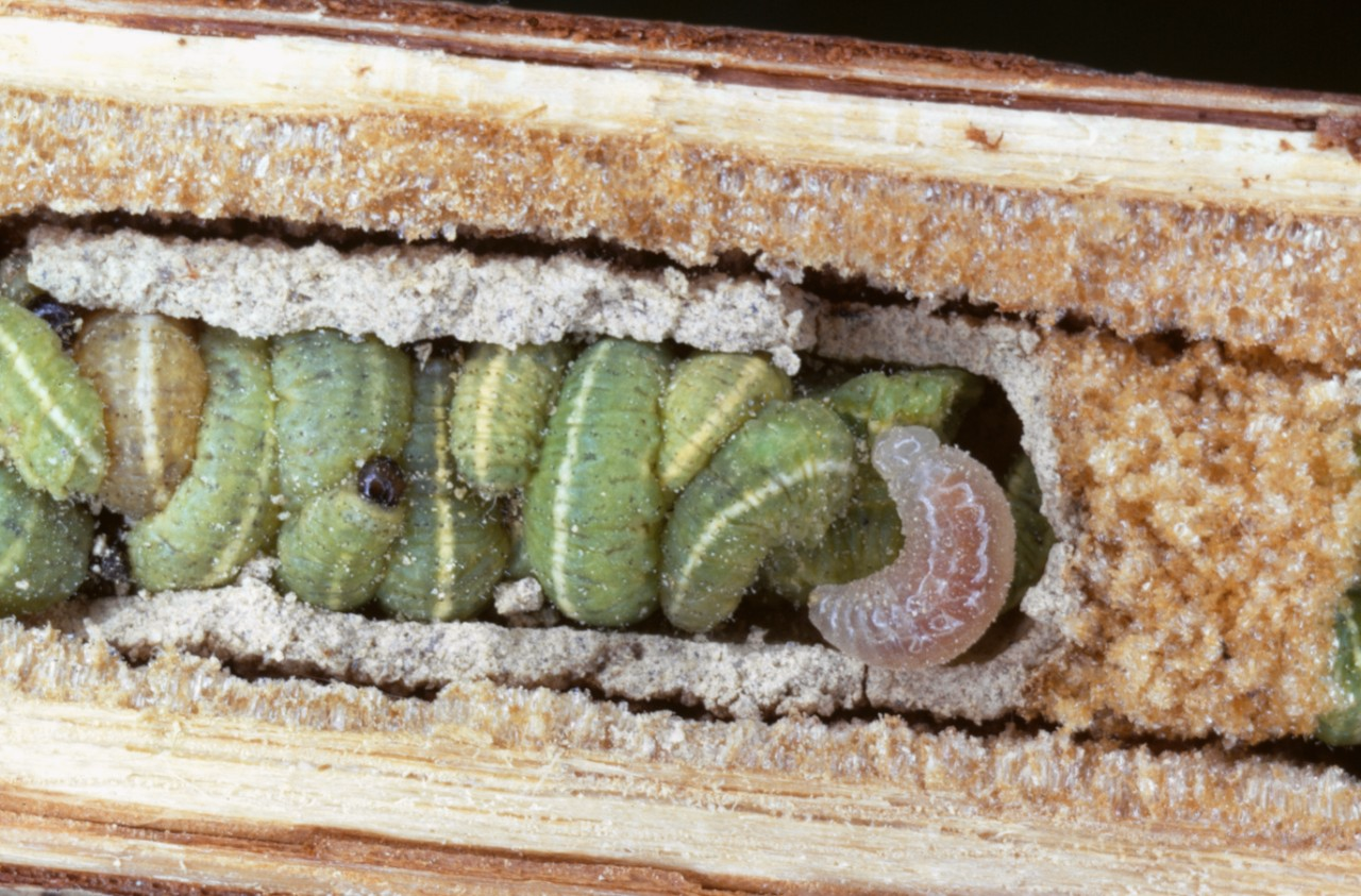 Ein ausgehöhlter Brombeerstängel mit einer Wespenlarve und einem Rüsselkäferlarven-Vorrat.