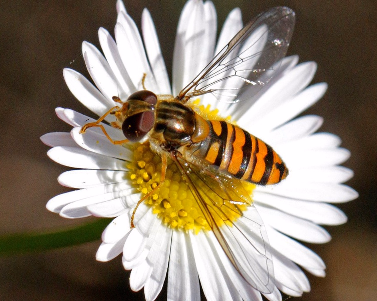 Marmeladenschwebefliege mit orangem gestreiften Körper auf einer Gänseblume.