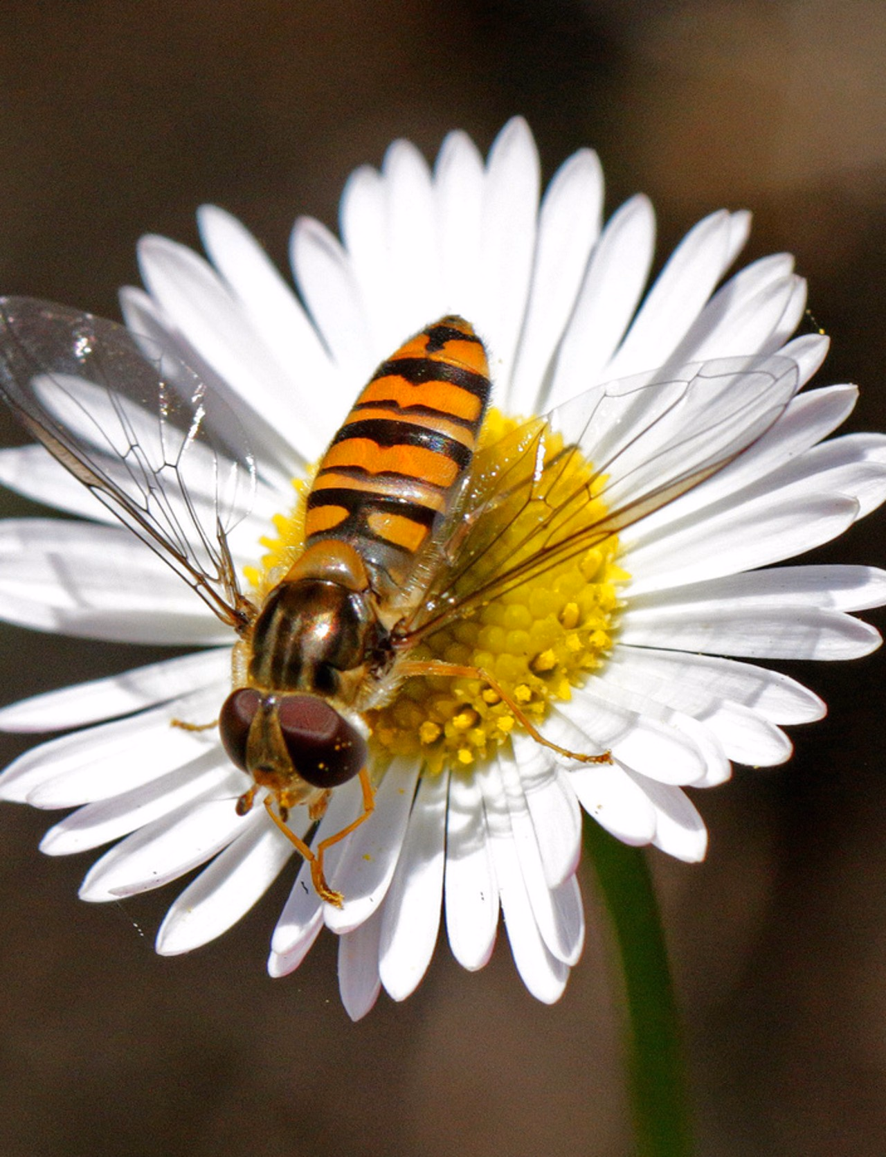 Marmeladenschwebefliege mit orangem gestreiften Körper auf einer Gänseblume.