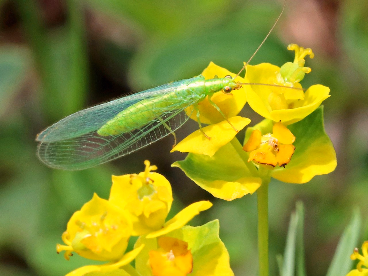 Florfliege mit hellgrünem schmalen Körper und durchsichtigen Flügeln auf einer Blume.