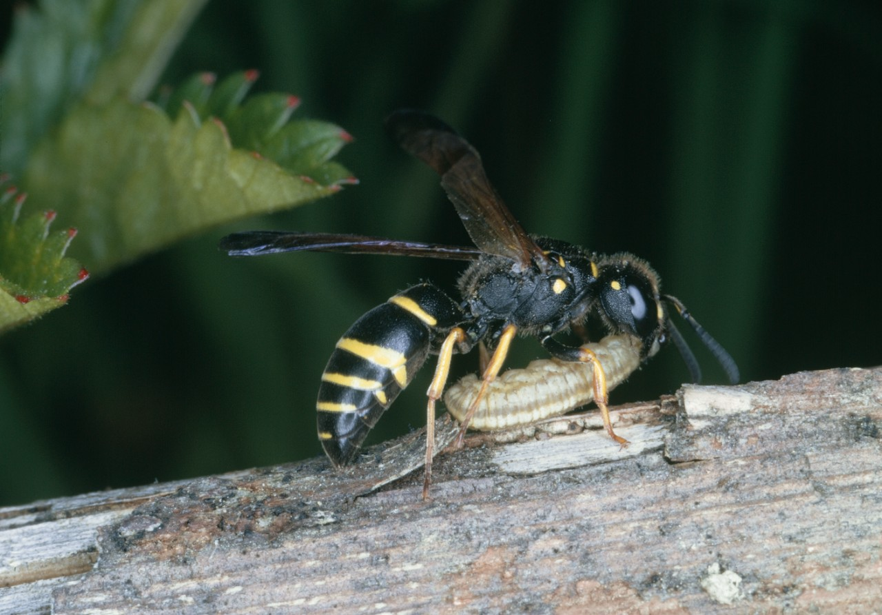 Eine Faltenwespe mit schwarzem Körper und schmalen gelben Streifen mit Larve.