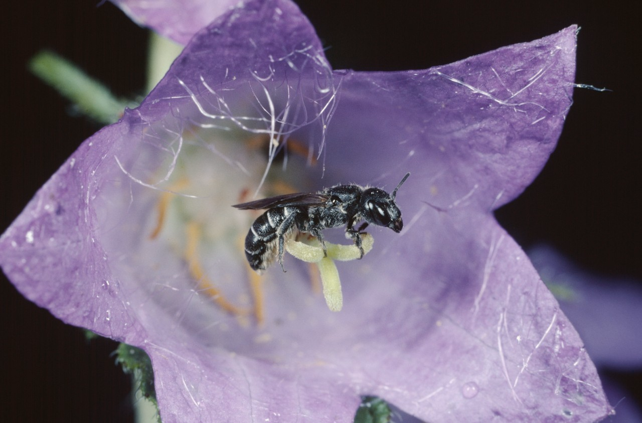 Eine Glockenblumen-Scherenbiene mit schwarzem Körper auf einer Glockenblume.