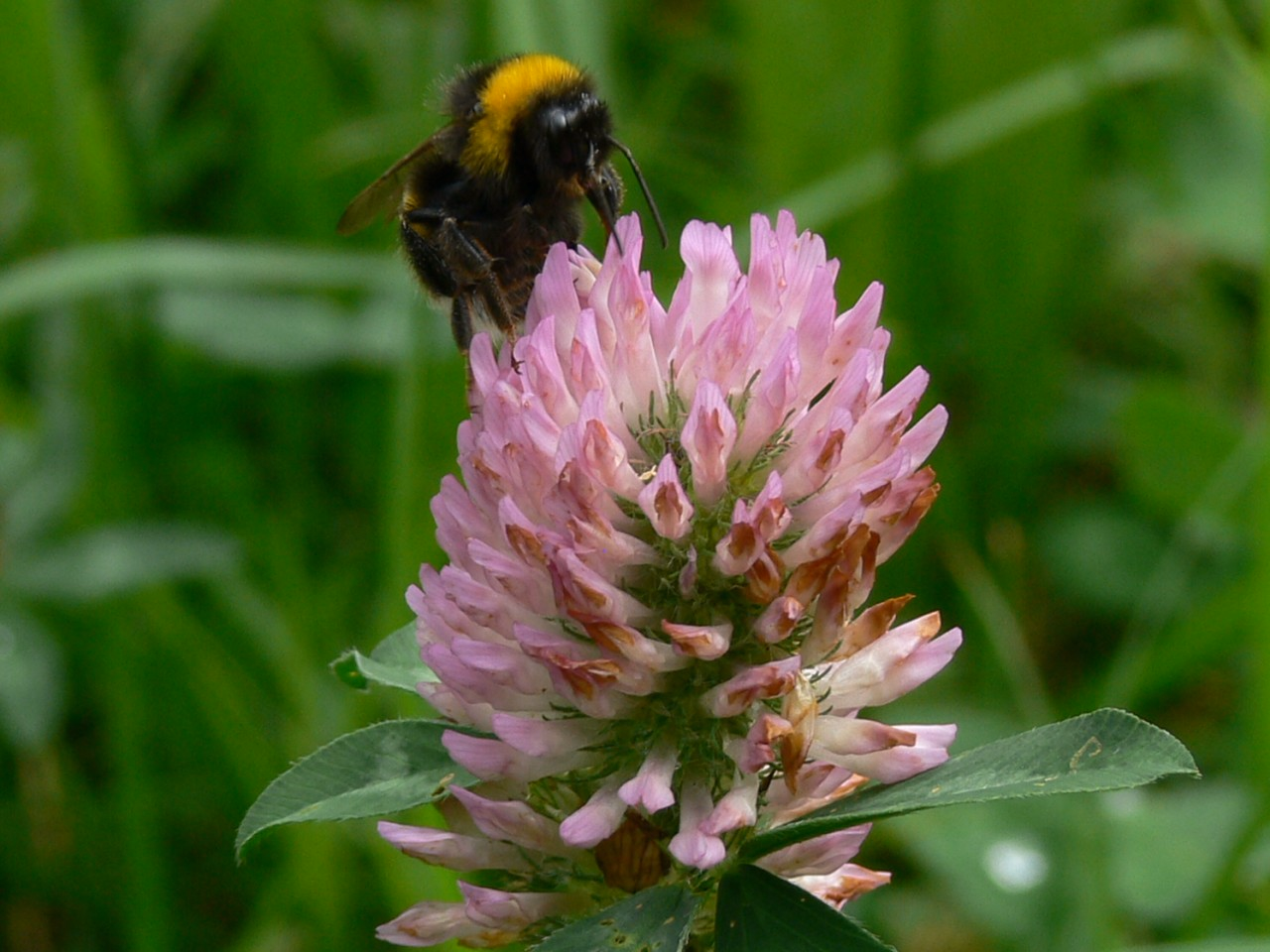Eine Erdhummel auf Rotklee.