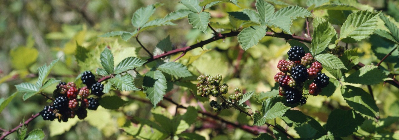 Brombeeren in einer Hecke.