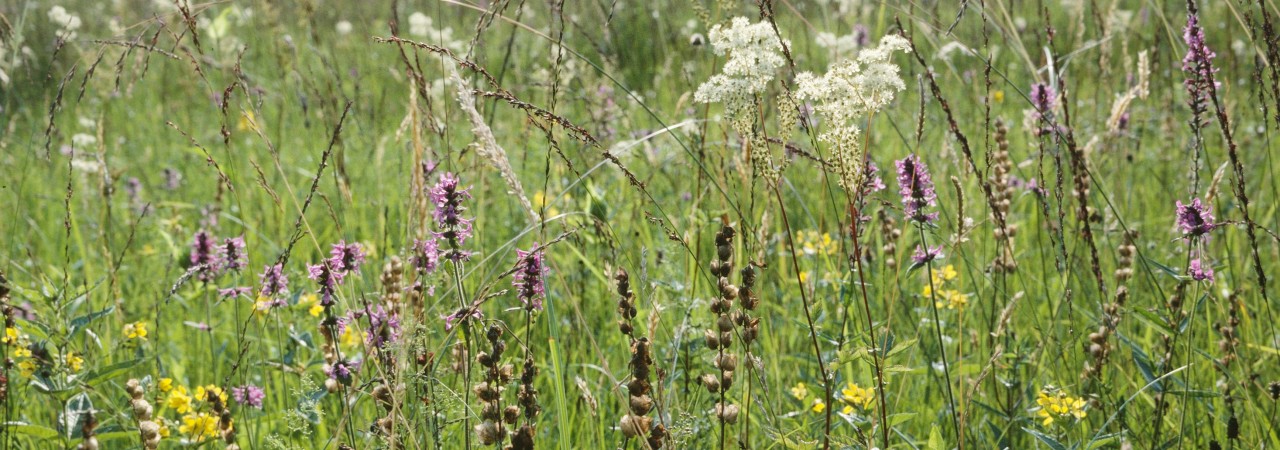 Eine bunte Riedwiese im Hochsommer.