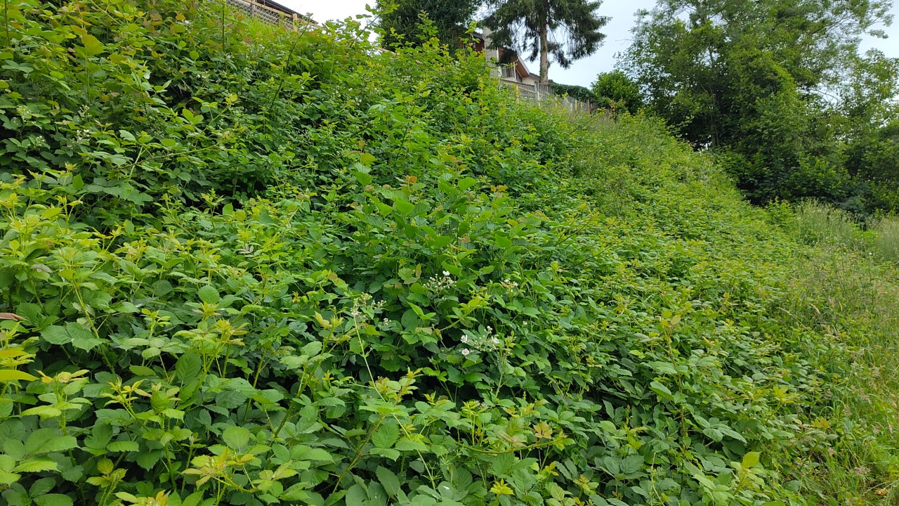 Eine auf Stock gesetzte Hecke ist fast vollständig von Brombeeren überwuchert.