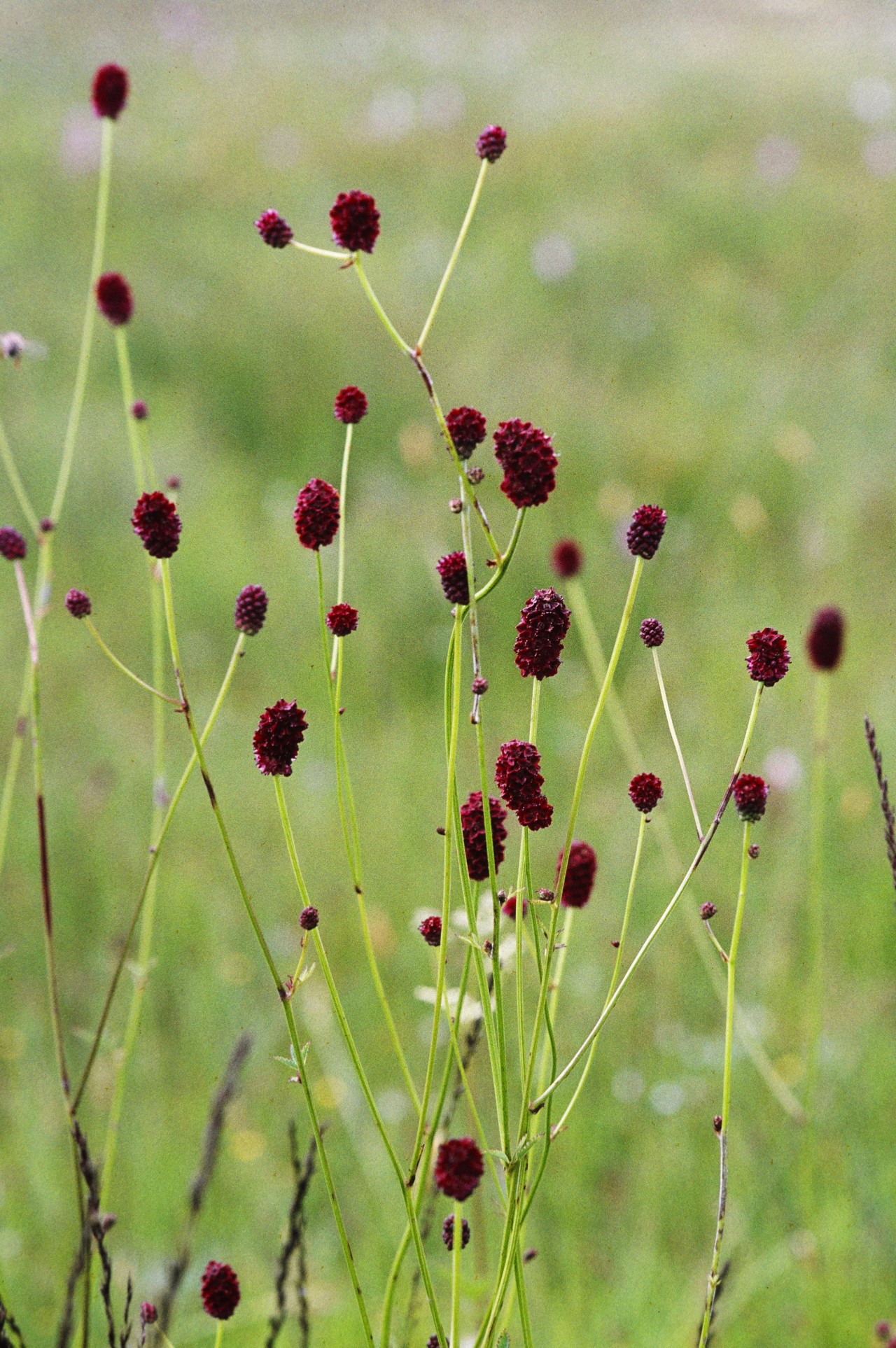 Grosser Wiesenknopf Pflanzen in einer Feuchtwiese.