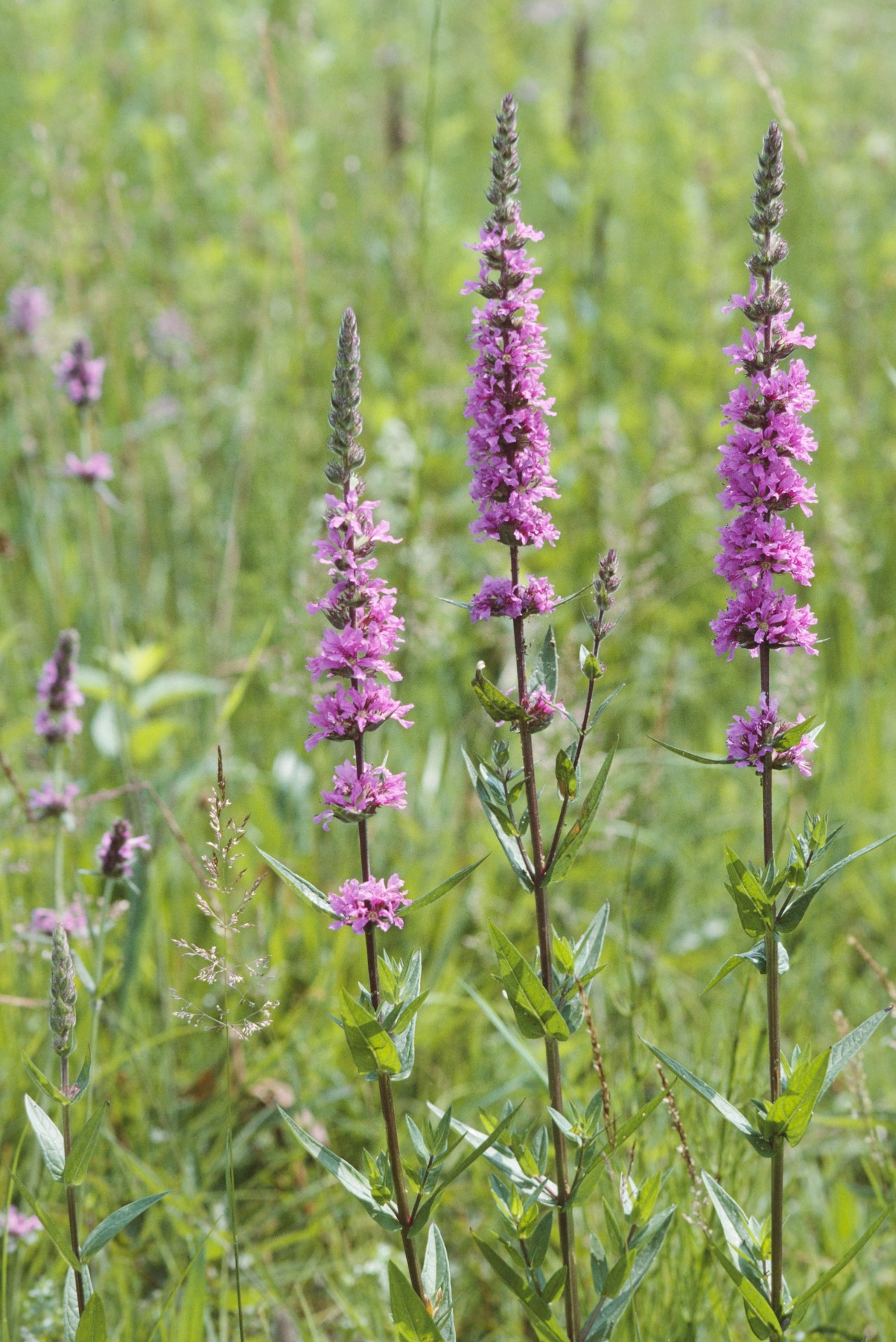 Streuewiese mit vielen blühenden Blutweiderich.