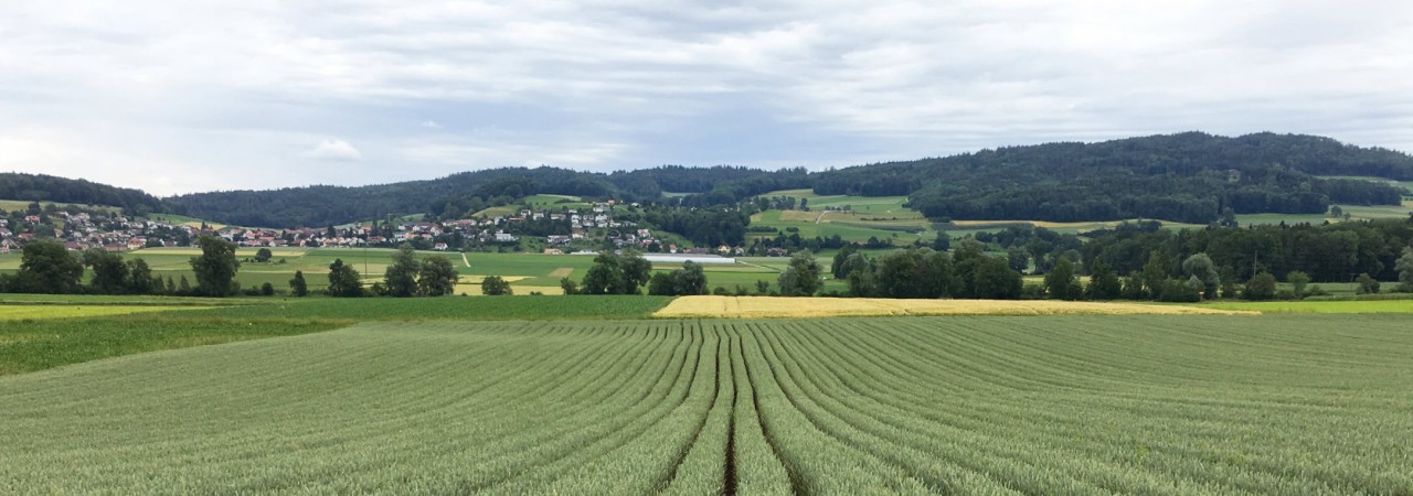 Getreide in weiter Reihe