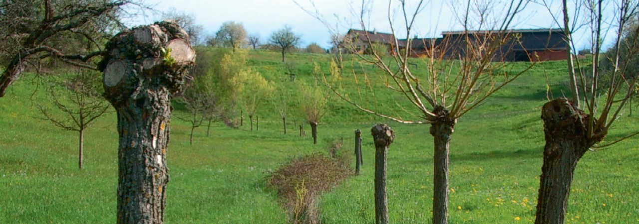 Kopfweiden