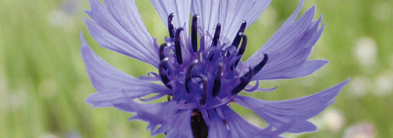 Kornblume