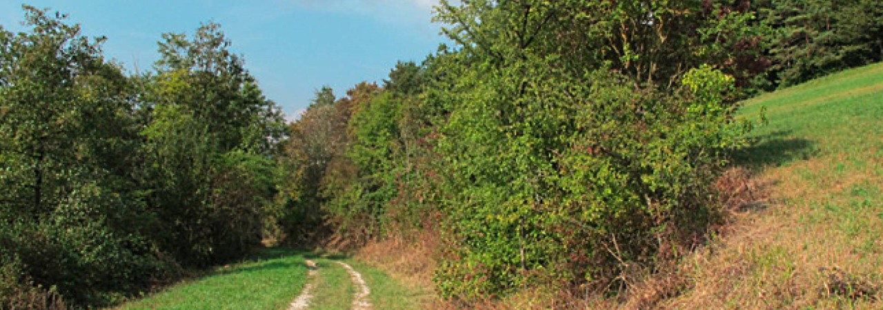 Naschhecken