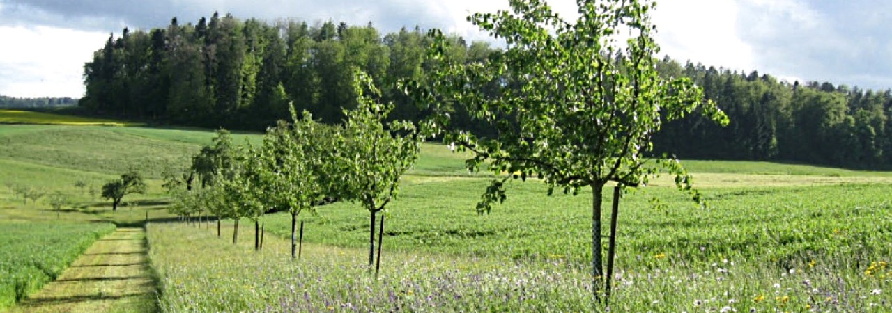blühende Wiese