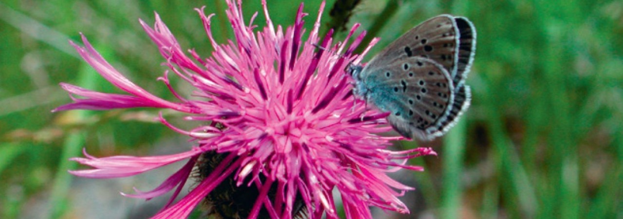 Falter auf Blüte