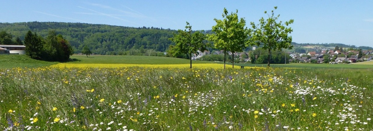 blühende Wiese