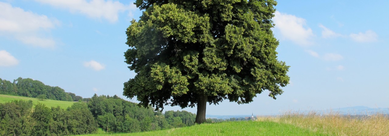 Einzelbaum