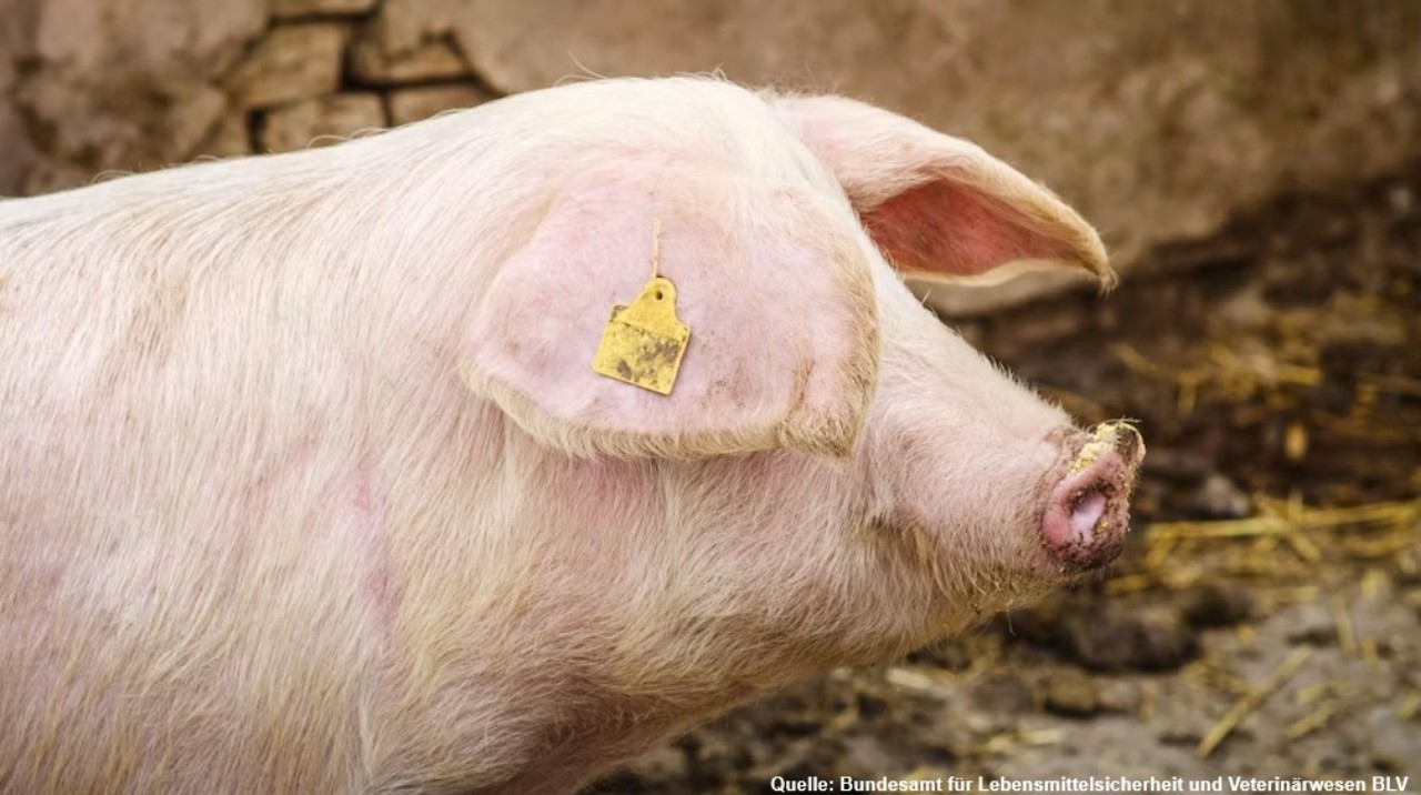 Schwein mit Ohrmarke.