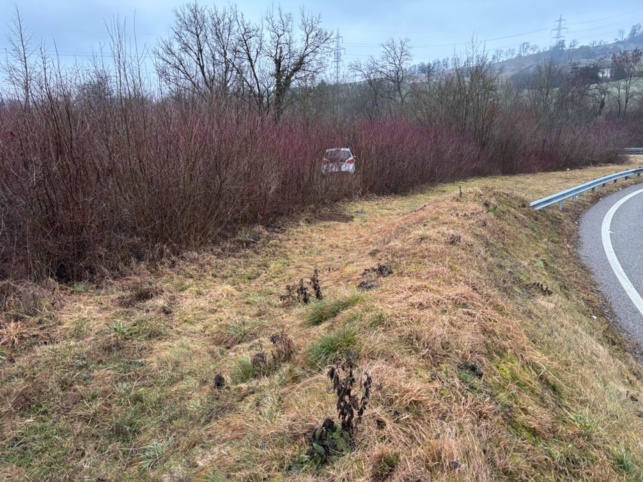Auto in Gebüsch.