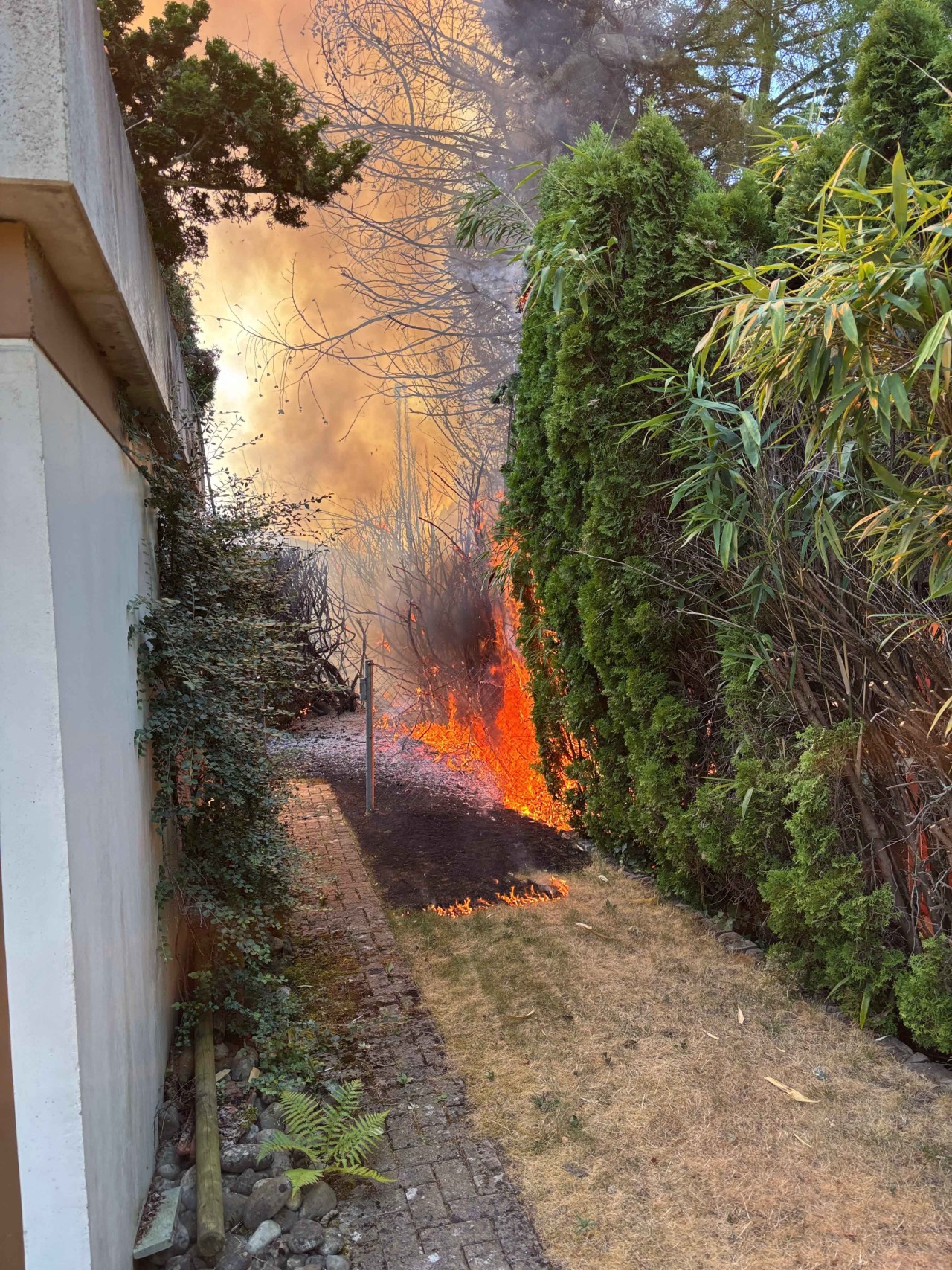 Hecke welche brennt. Flammen sichtbar.