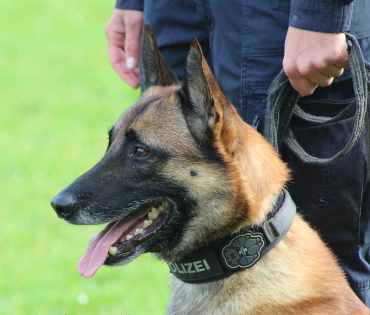 Polizeihund Enox.