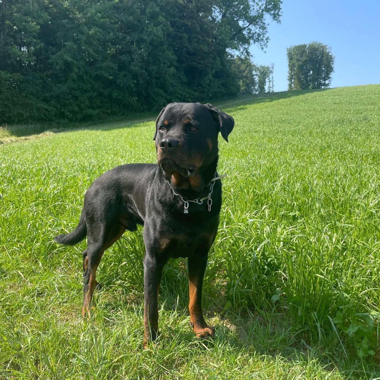 Polizeihund Theron.