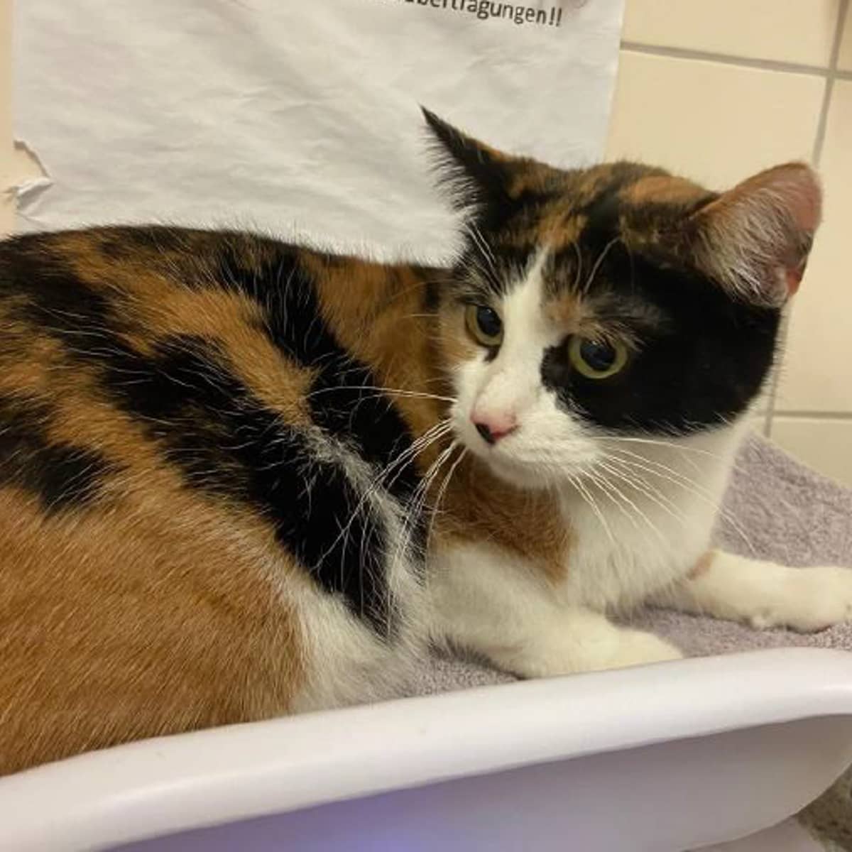 eine Katze