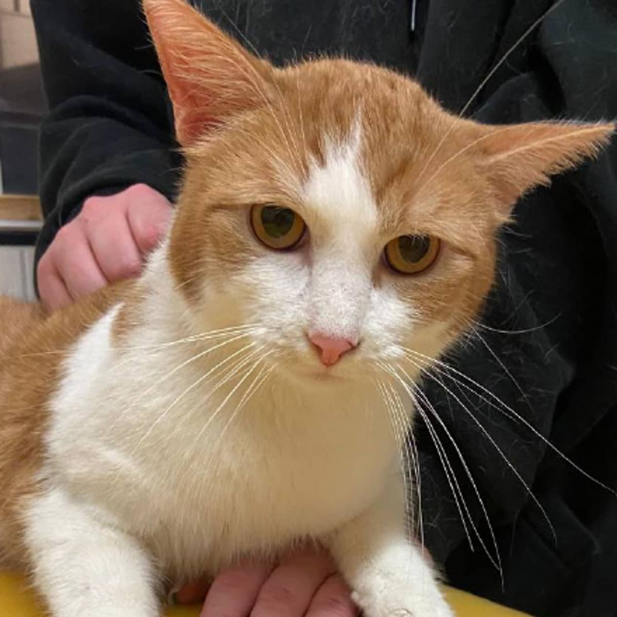 eine Katze
