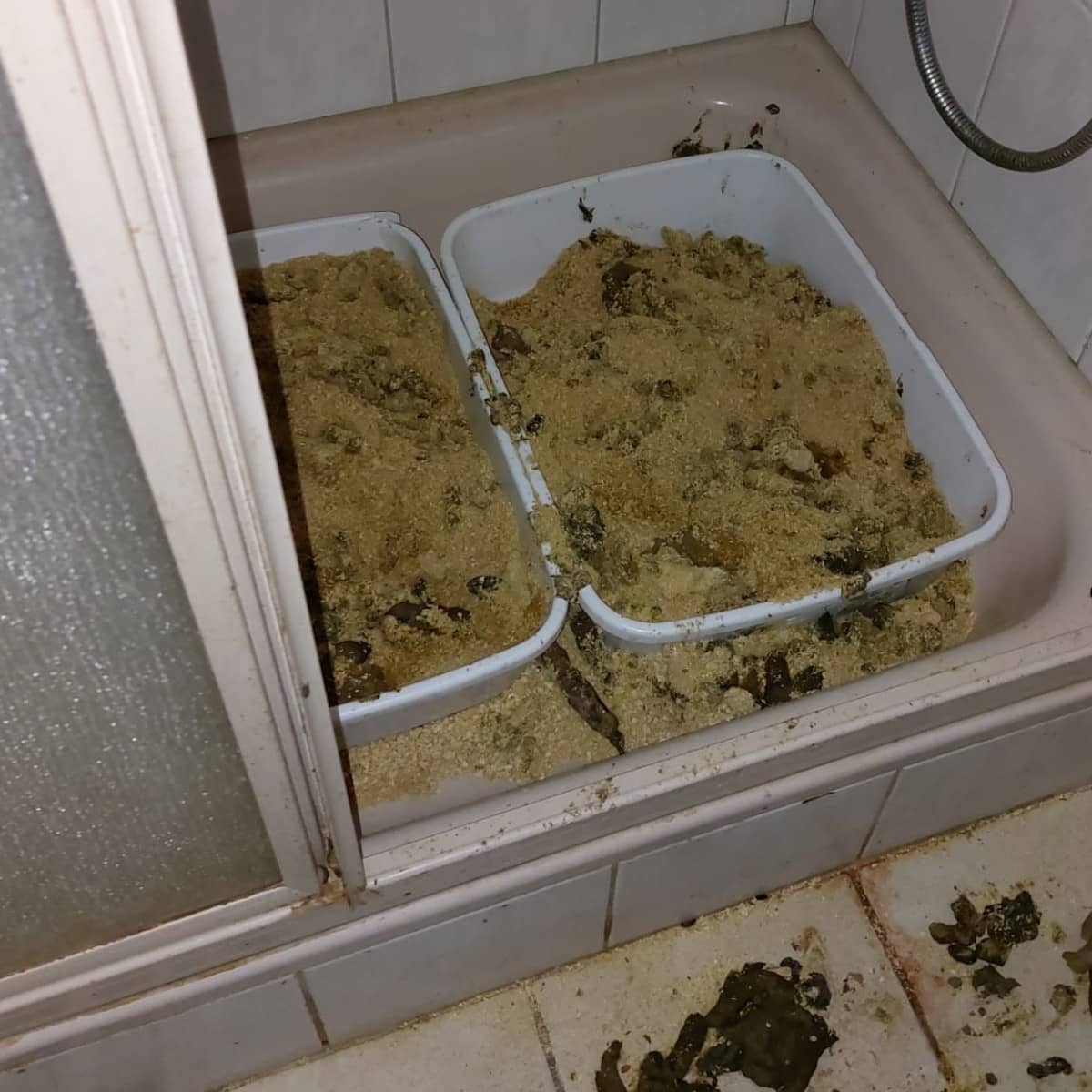 Katzenklos voll mit Exkrementen, die in einer Dusche stehen.