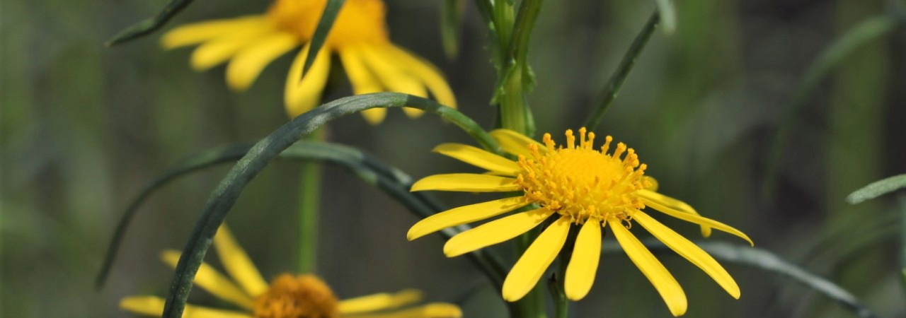 Bushaltestelle in Jonen 