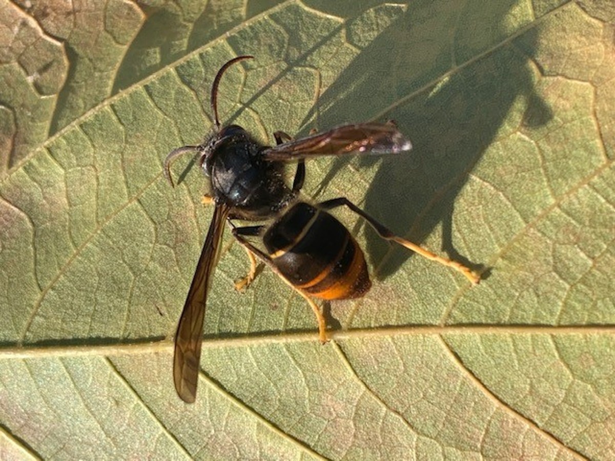 Bild einer asiatischen Hornisse von oben