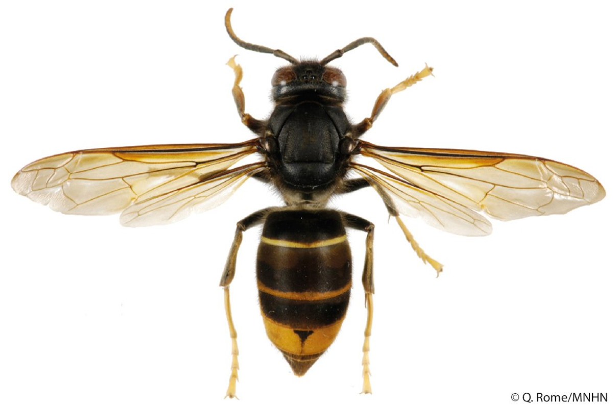 Asiatische Hornisse von oben auf weissem Hintergrund