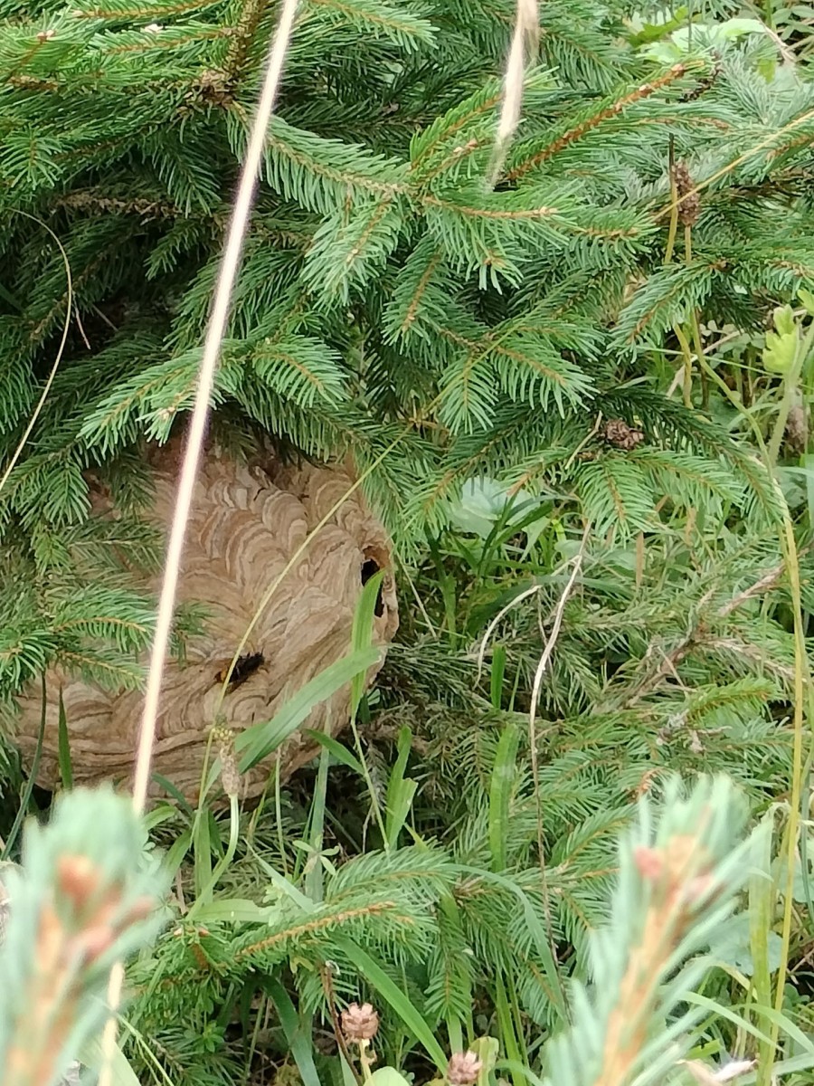 Hornissennest in Büschen