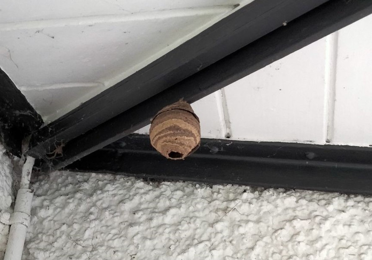 kleines Hornissennest an Balken