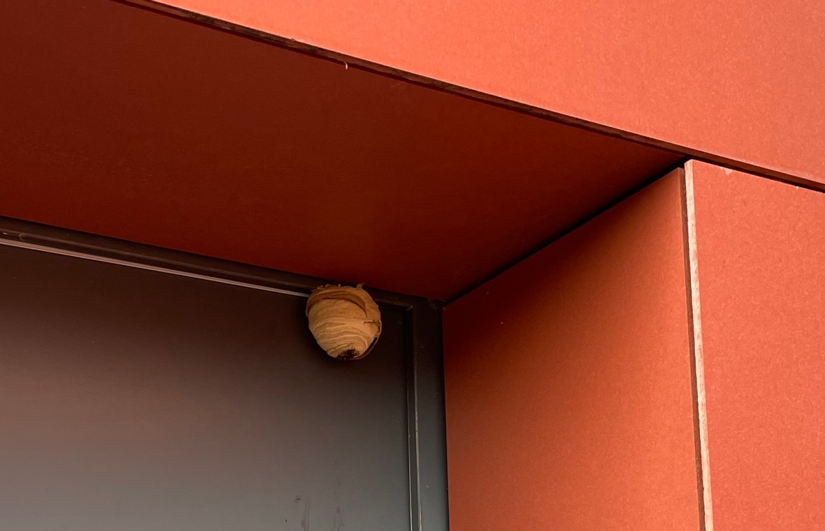 Kleines Hornissennest in einer Ecke von orangem Gebäude