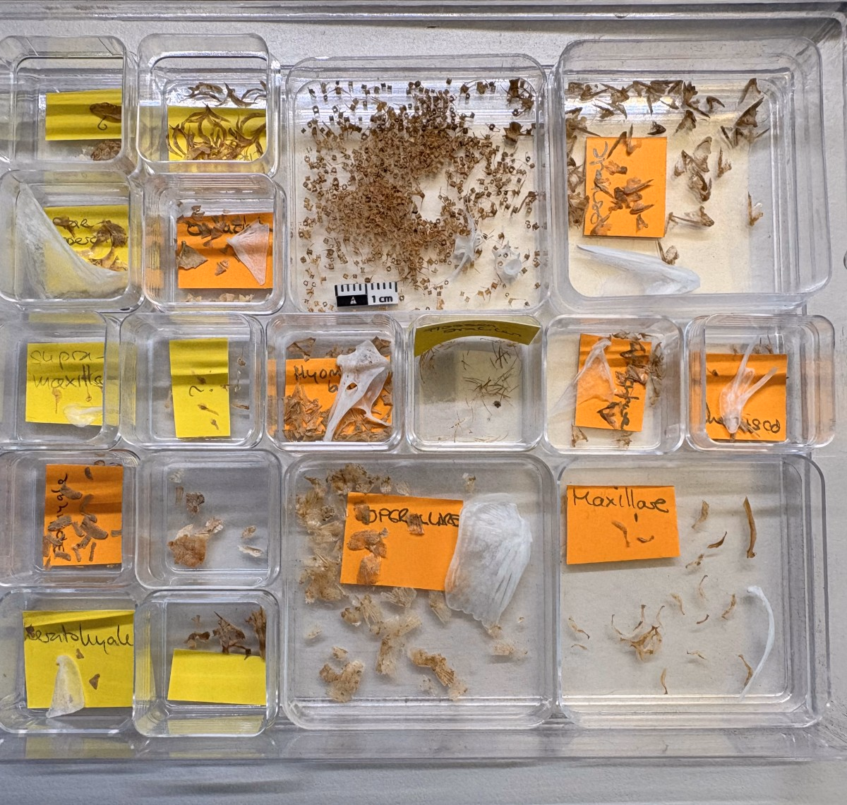 Geschlämmte Fischknochen aus dem Sediment im Innern der Amphore. Die Knochen sind sehr klein, in hellem Weiss sind als Vergleich heutige Sardinenknochen dazugelegt. Diese waren 23 Zentimeter lang. Der Grössenunterschied zu den römischen Knochen ist eindrücklich: die verarbeiteten römerzeitlichen Sardinen müssen winzig gewesen sein.