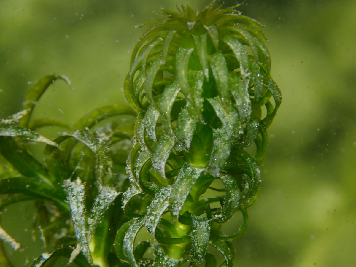 Invasiv: Lagarosiphon major.