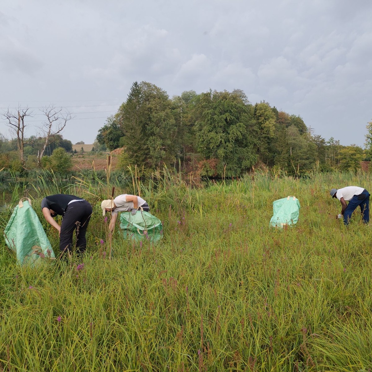 Mehrere Personen arbeiten gebückt auf einer feuchten Wiese und sammeln Pflanzen in grosse grüne Säcke. Im Hintergrund sind Büsche, Bäume und ein bewölkter Himmel zu sehen.
